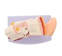 Human Ear Anatomy Model 1.5x Pvc Desktop Teaching with Base