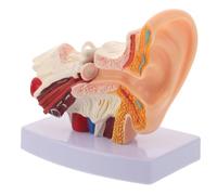 Human Ear Anatomy Model 1.5x Pvc Detachable with Base for Schools