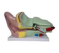 Human Ear Anatomy Model, 3D Desktop Educational Biology Model, PVC Human Organ Anatomy Model for Study and Teaching
