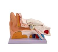 Human Ear Anatomy Model - 5:1 Magnified PVC Model with Removable Parts for Outer, Middle, and Inner Ear - Display Base for Physiology Education and Teaching