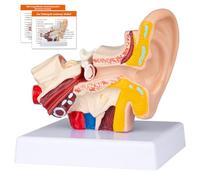 Human Ear Anatomy Model - Anatomical 3D Ear Model, 1.5X Show Outer Middle Inner Ear Model with Base for Medical Teaching Study Display