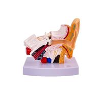 Human Ear Model, 1.5 Times Enlarged PVC Stable Human Ear Anatomy Model Display Outer Middle Inner Ears Advanced Painting Anatomical Ear Model with Base for Teaching