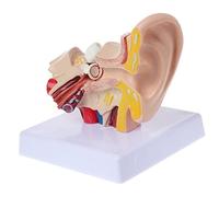 Human Ear Model 1.5 Times Life Size Ear Anatomy Model Pvc Human Model Professional Human Body Teaching Model