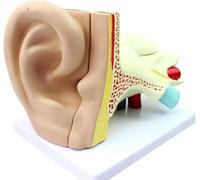 Human Ear Model 4 Times Magnification of The Ear Anatomical Model of Human Organs Anatomical Model Medical Ear Anatomical Model,Medical Model