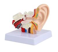 Human Ear Model Anatomy, 1.5:1 Enlarged Anatomical Model, Human Ear Anatomical Model, Ear Model Compatiable for Medical Anatomy and Physiology Study Teaching