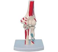 Human Elbow Joint Muscle Coloring Model Joint Skeleton Skeleton Model Human Joint Elbow Function Model Size Skeleton Model Human Skeleton Professor Medical Model Anatomically Accurate Skeleton