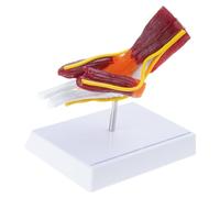 Human Elbow Joint Muscles Anatomy Model Muscled Right Elbow Joint Anatomy Model for Teaching Research Educational Use Detailed Musculoskeletal Representation