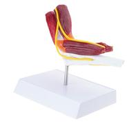 Human Elbow Joint Muscles Anatomy Model Muscled Right Elbow Joint Anatomy Model for Teaching Research Educational Use Detailed Musculoskeletal Representation