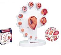 Human Embryo Development Model, 4D fetal Cycle Uterine Growth Process Model, Teaching Supplies Auxiliary Tools
