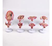 Human Embryo Development Model, 8-Piece Removable Anatomy Set for Medical Education and Patient Communication