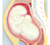 Human Embryo Development Model - Anatomical Fertilized Egg | Detailed model illustrating human embryonic development stages