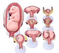 Human Embryo Fetus Development, Embryo Fetus Development in Utero, with Removable Parts, 8Pcs Period of Gestation Model, Period of Gestation Model Teaching, for Education Uterus Display