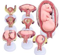 Human Embryonic Development Model - 8 Pcs Pregnancy Anatomy Model, Removable Fetal Prices With Twin Option, 7 Stages - for Education Uterus Display