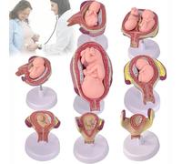 Human Embryonic Development Model - 8 Pcs Removable Pregnancy Anatomy Model, High Simulation PVC Material, Educational Tool for Training