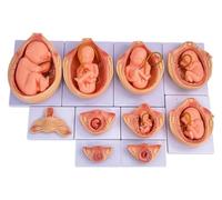 Human Embryonic Development Model Set, 10PCS Fetal Development Process Demonstration for Biological Education and Anatomical Study, 9-Month Embryo Stages