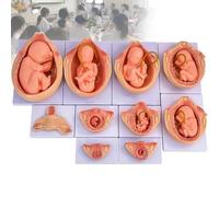 Human Embryonic Development Model Set, 9-Month Pregnancy Embryo Anatomical Model for Medical Education and Study