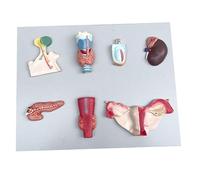 Human Endocrine Organ Model, Human Anatomy Model, Life Size PVC Digestive System Pituitary Thyroid Adrenal Gland Testis Pancreas Parathyroid Gland Ovarian Model, for Teaching Tool