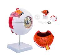 Human Eye Anatomical Model, 6X Magnification Eye Anatomy Display for Education and Study, Enlarged Eyeball Model for Classroom and Learning