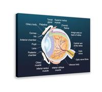 Human Eye Anatomy Medicine Teaching Poster Canvas Poster Bedroom Decor Sports Landscape Office Room Decor Gift Frame: 12x18inch(30x45cm)