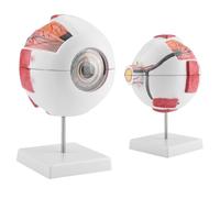 Human Eye Anatomy Model,Eyeball Model 6X Magnification Removable with Optic Cornea,Iris,Lens for Anatomy Study Teaching Eyeball Model,Medical Education & Display