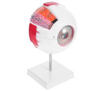 Human Eye Anatomy Model Plastic Teaching Model 6x Enlarged Detachable