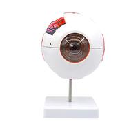 Human eye eyeball model magnified 6 times, 4D vision, including movable stand, detailed product manual, for research display teaching, laboratory supplies
