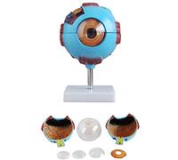Human Eye Model, 6X Enlarged Eyeball Anatomy Anatomical Model, Anatomically Accurate Eye Model Human Eye Anatomy, Medica