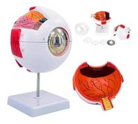 Human Eye Model, 6X Magnification Eye Anatomy Model, Anatomical Model of The Human Eye for Educational Study Display A