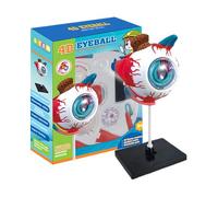 Human Eye Model - Detachable Medical Teaching Aid for Visual Learning, Educational Tool with Detailed Structure, Anatomy Model for School, Classroom, Doctor Office, Health Study, Examination