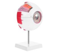 Human Eye Model with Stand, 6x Enlarged Detachable Plastic Anatomy