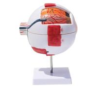 Human Eye Orbital Anatomy Model, 6X Enlarged 7 Parts Removable Eyeball Orbital Model For Medical Analysis Learning Research Display Teaching Aids