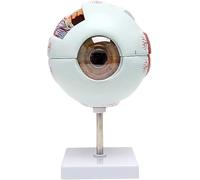 Human Eyeball Model - 6X Magnification Eyeball Anatomical Model - Detachable Human Organ Model Eyeball Anatomical Model