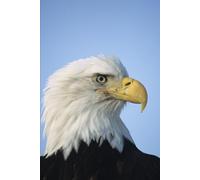 Human Factors in Aviation: Understanding Human Performance and Safety in the Aviation Industry (Aviation Essentials Series)