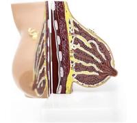 Human Female Breast Anatal Model for Quiescent and Lactation Periods