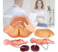 Human Female Natural Childbirth Simulation Model Midwife Training Model Childbirth Simulator Childbirth Education Tools Life Size Pelvic Anatomical Model