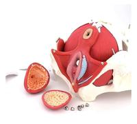 Human Female Pelvic Floor Anatomy Model,Skeletal Pelvis Model,Female Abdominal Anatomy Model,For Classroom Anatomy Teaching
