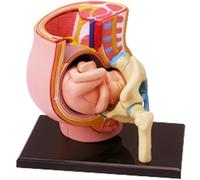 Human female pelvic section pregnancy anatomy model, medical anatomy pregnant woman human female pelvic belt pregnancy 9 months baby model detachable organs
