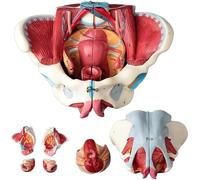 Human Female Pelvis Anatomy Model with Removable Organs, Includes Vessels and Nerves, Ideal for Physiology and Anatomy Education