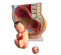 Human Female Pelvis Parts with Removable Organs, Life-Size Pregnancy Pelvis Model, 4-Part Pregnancy Anatomy Model, Nine-Month Baby Fetus Model