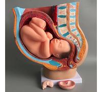 Human Female Pelvis with Pregnancy 9 Months Baby Fetus Model Life Size with Removable Organs, 4-Parts, Medical Pelvis Anatomy