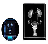 Human Female Urinary System Anatomical Model 3D Crystal Structure Anatomy Model for Science Hospital Display Teaching