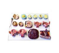 Human Fertilization and Early Embryo Model Medical Development 16 Part Demonstration Gynecology Teaching Family Planning Display
