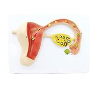 Human Fertilization and Embryo Development Model, Detailed Uterine Tissue Structure for Medical Education and Reproductive Health Training