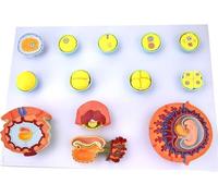 Human Fertilization and Embryonic Development Model, Egg Cell Development, A Total of Multiple Position Indicators, Anatomy Model for Doctor's Office and Classrooms, Medical Learning Resources.