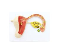 Human Fertilized Egg Model Pregnancy Embryo Fetal Development Process Uterine Tissue Embryo Maternal Child Health Care Plan