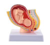 Human Fetal Development 9th Month Embryonic Pelvic Model Fetus Pregnancy AnatomyA Placenta Model