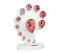 Human Fetal Development Model, Detailed 4D Organ Growth Process for Enhanced Medical Education and Anatomy Study