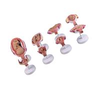 Human Fetal Embryo Development Anatomy Model with 8 Removable Parts for Classroom Demonstration and Clinical Training Embryo Development Model