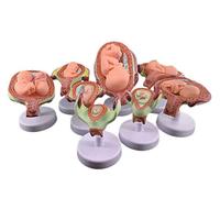 Human Fetus Period of Gestation Model Set of 8 Fetus Development Model Anatomy of Pregnancy Pelvis Human Embryo/Fetus De
