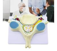 Human Fifth Section Cervical Vertebra Anatomical Model, Magnification 7X Spine Nerve Model Model, Realistic Modeling & Lightness Firmness, Easy To Stor/transport, for Education, Study